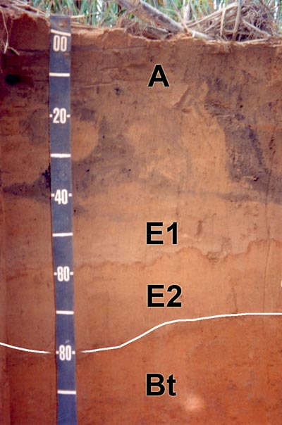 Figura 2. Horizonte B iniciando na profundidade média de 80 cm.
