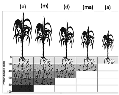 Figura 1. Exploração do sistema radicular nos solos com diferenciação química em sub superfície (TCC de Thiago A.B. do Prado, UFSCar, Araras-SP).