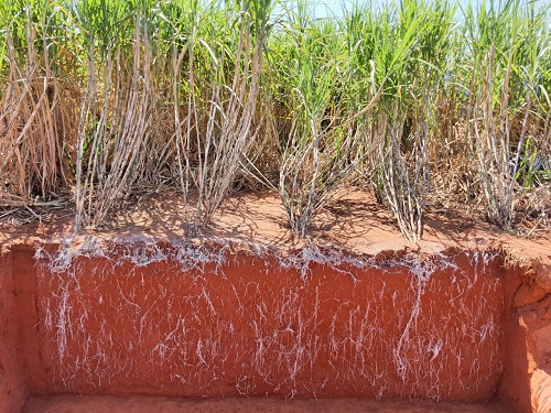 O solo deve ser, ao mesmo tempo, eutrófico não compactado, esse é o fantástico exemplo da usina COFCO de Sebastianópolis (SP). Crédito: Dra Patrícia Rezende Fontoura