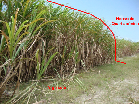Figura 2. Cana-de-açúcar cultivada no mesmo lote onde ocorrem Argissolo Amarelo (PA) e Neossolo Quartzarênico (RQ).