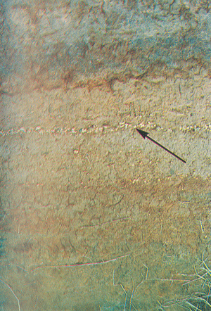 Figura 7. Linha de pedras no perfil de solo.