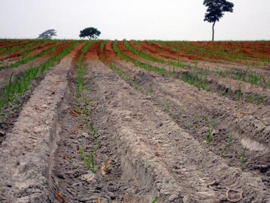 33ª Curiosidade - Gleissolo Háplico em contato com Latossolo Vermelho