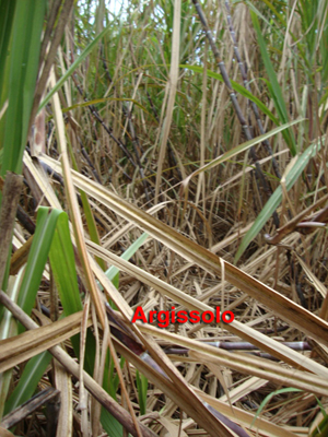 Figura 3. Argissolo Amarelo (PA) com vigoroso desenvolvimento vegetativo da cana-de-açúcar, entrelinha.