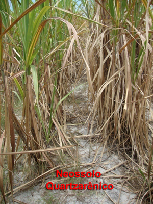 Figura 4. Neossolo Quartzarêncio (RQ) com pequeno desenvolvimento vegetativo da cana-de-açúcar, entrelinha.