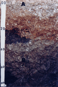 Figura 2. MÃ¡ drenagem do solo 