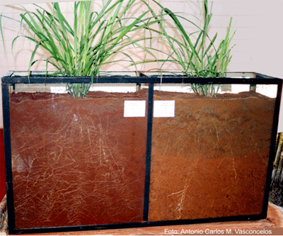 Figura 3.Crescimento radicular da cana-de-aÃ§Ãºcar em solos com profundidade efetiva quÃ­mica favorÃ¡vel (Ã  esquerda) e desfavorÃ¡vel (Ã  direita).